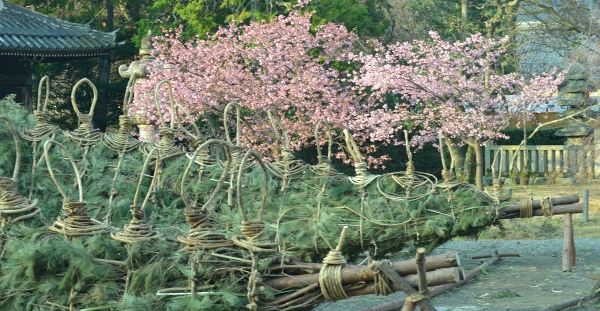 清凉寺の河津桜