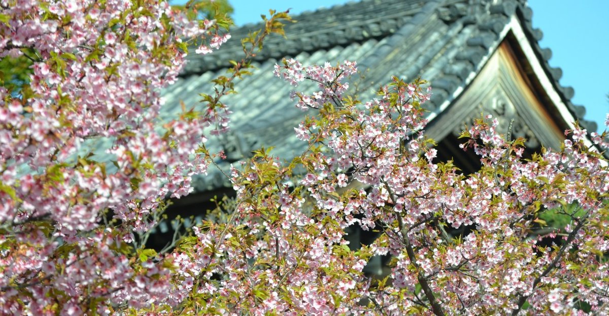 清凉寺の河津桜