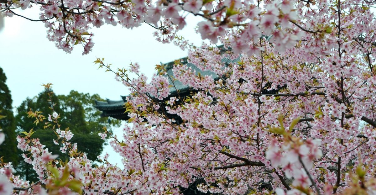 清凉寺の河津桜