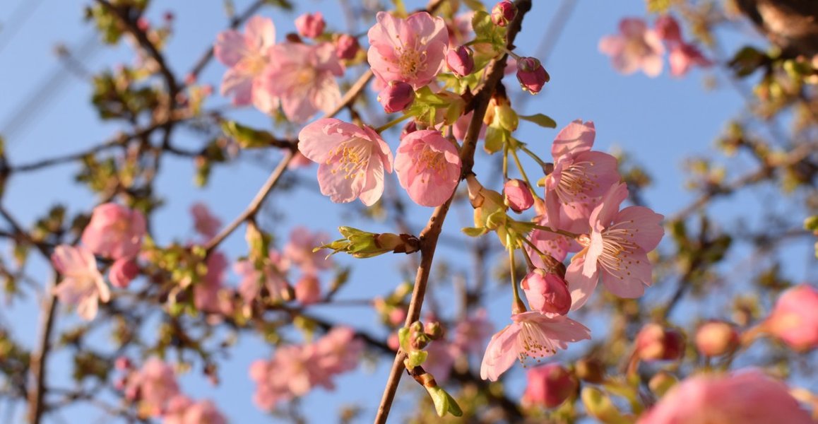 一条戻り橋の河津桜