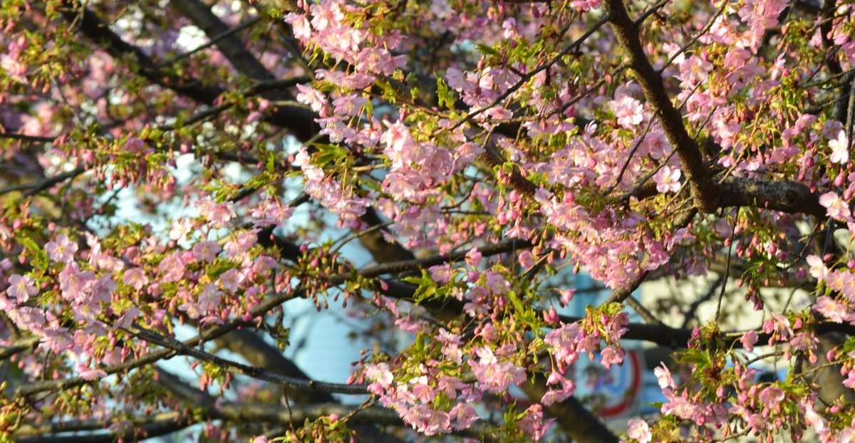 一条戻り橋の河津桜