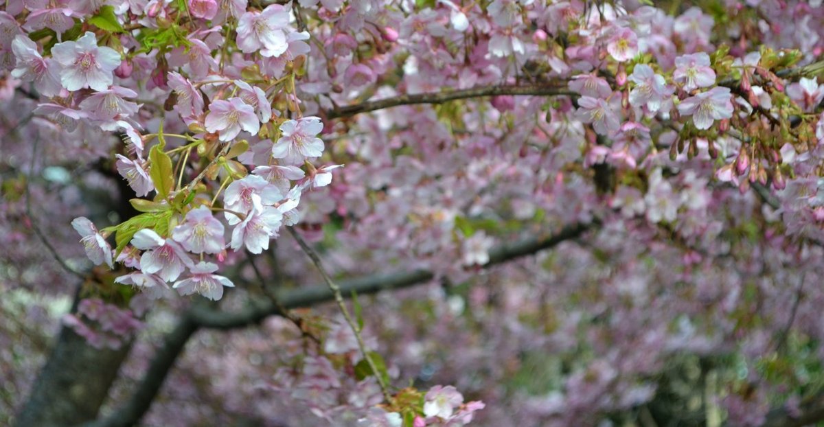 一条戻り橋の河津桜