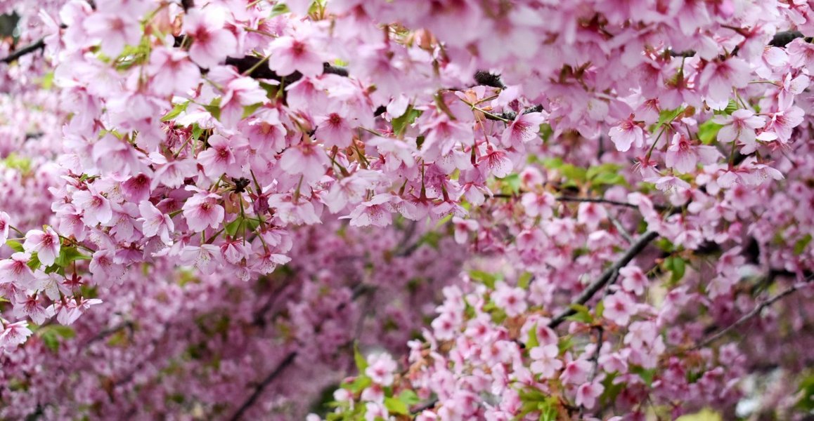 一条戻り橋の河津桜