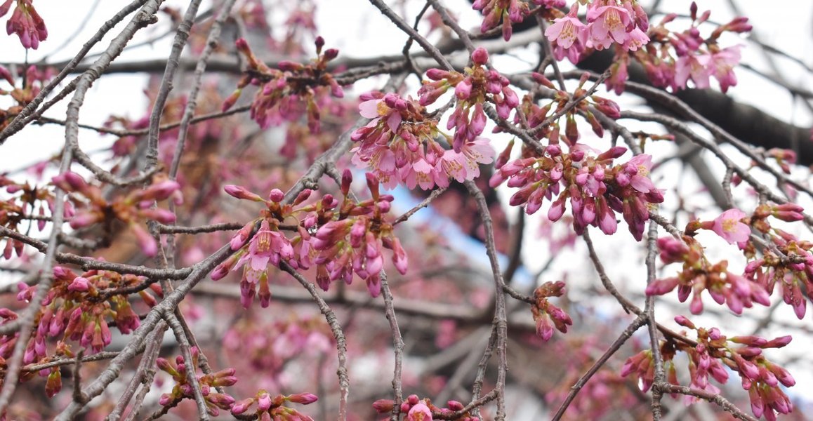 長徳寺のオカメ桜