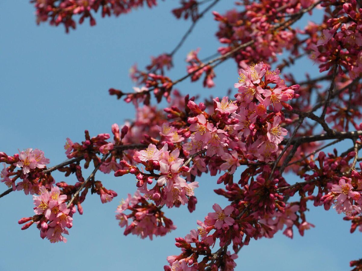 長徳寺のオカメ桜