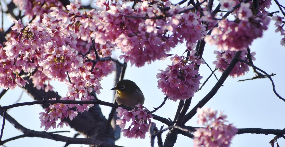 長徳寺のオカメ桜