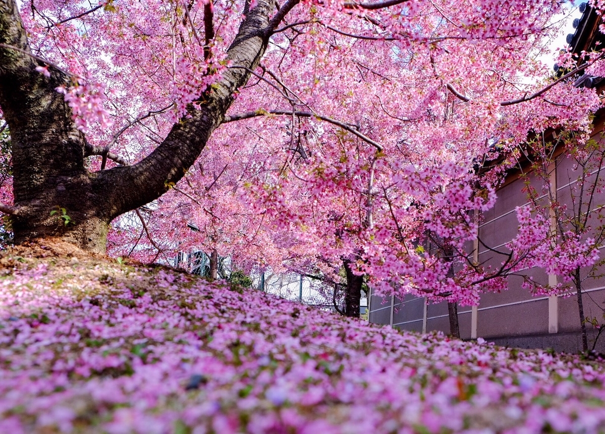 長徳寺のオカメ桜