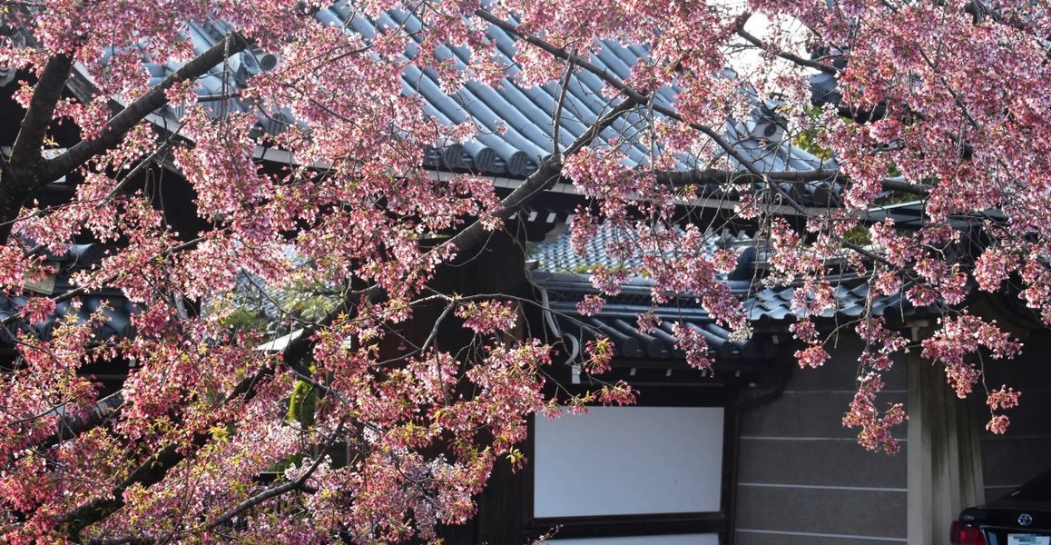 長徳寺のオカメ桜