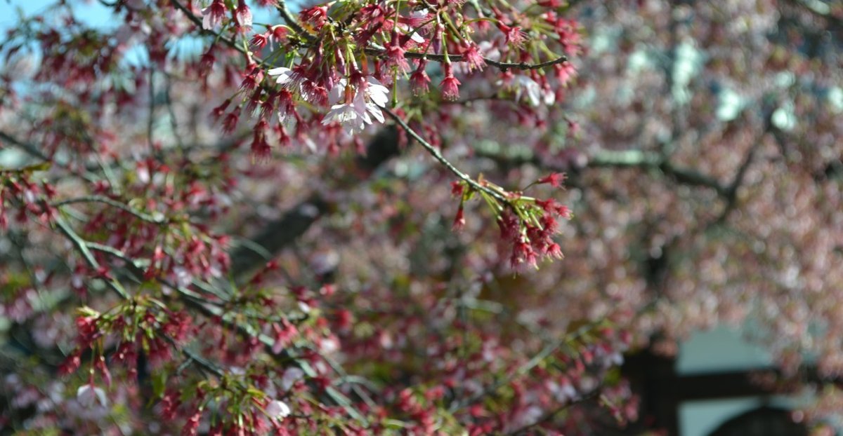 長徳寺のオカメ桜