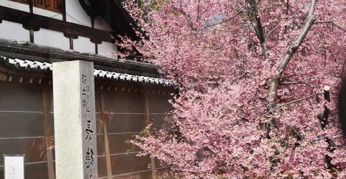 長徳寺のオカメ桜