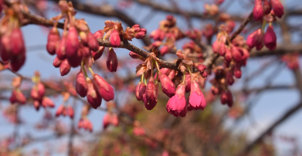 長徳寺の寒緋桜