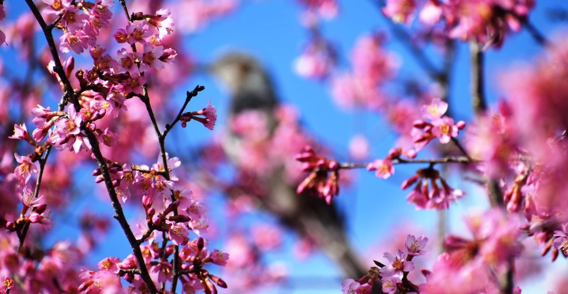 京都府立植物園のオカメ桜