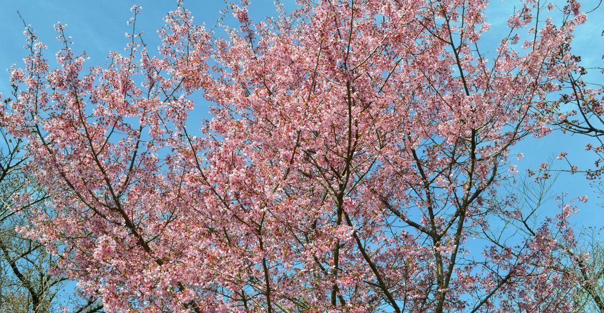 京都府立植物園のオカメ桜