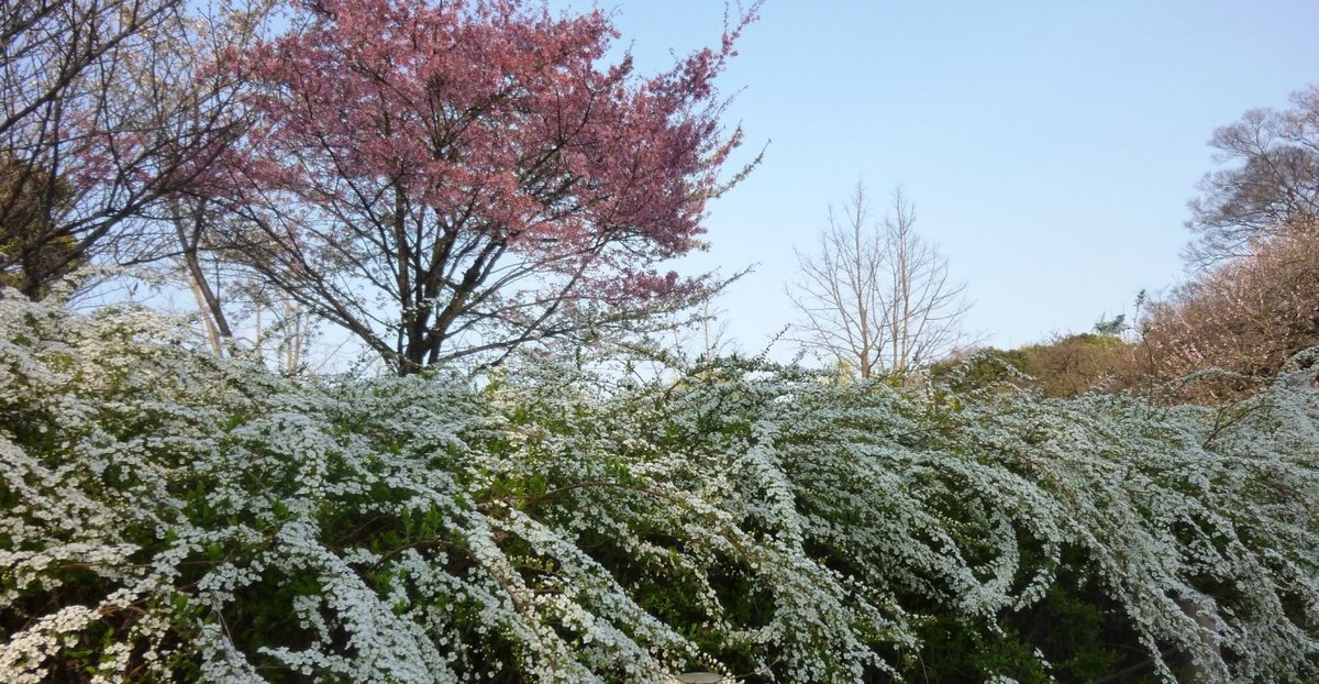 京都府立植物園のオカメ桜