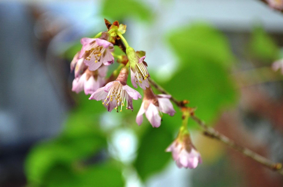 京都府立植物園のオカメ桜