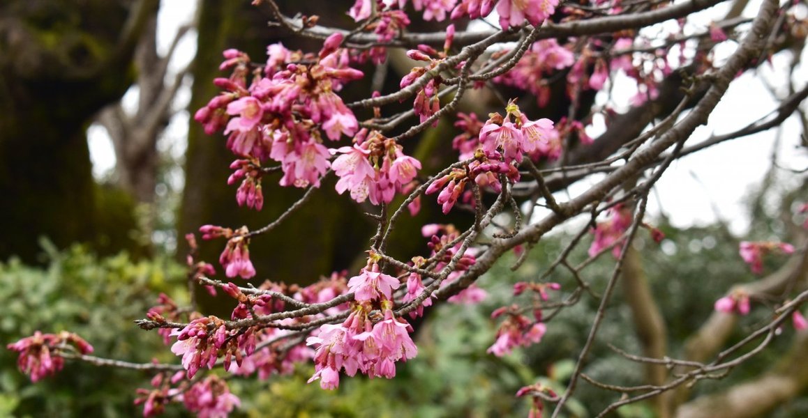 賀茂大橋西詰のオカメ桜