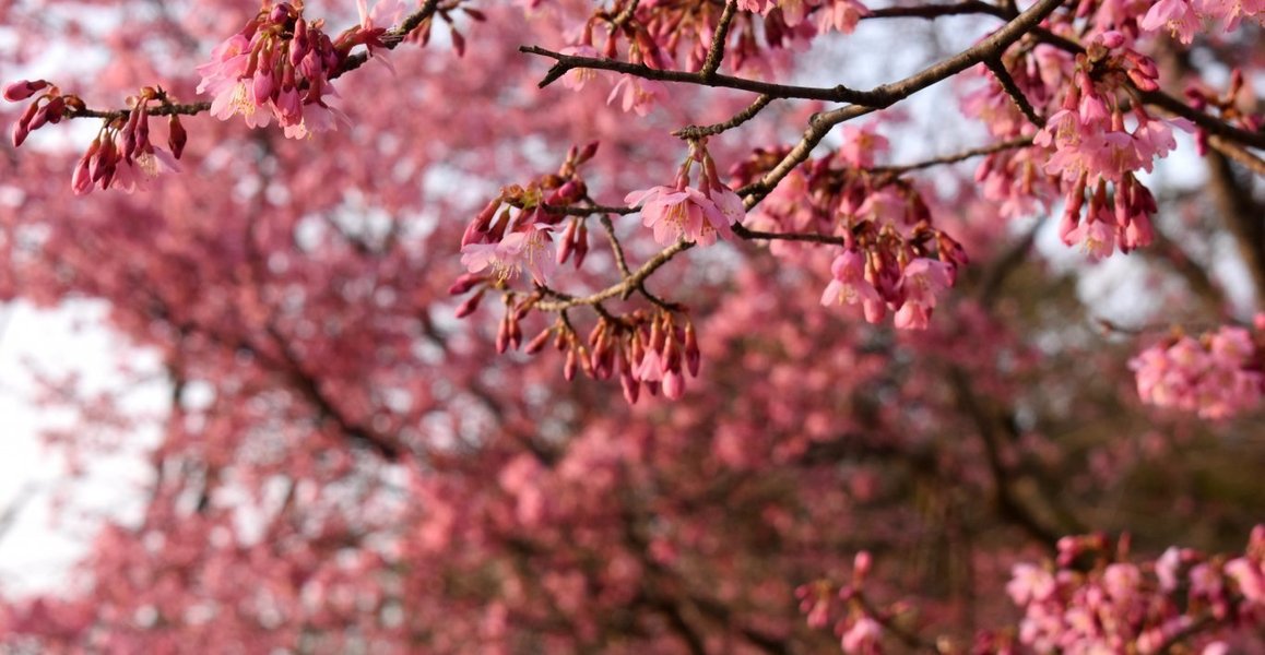 賀茂大橋西詰のオカメ桜