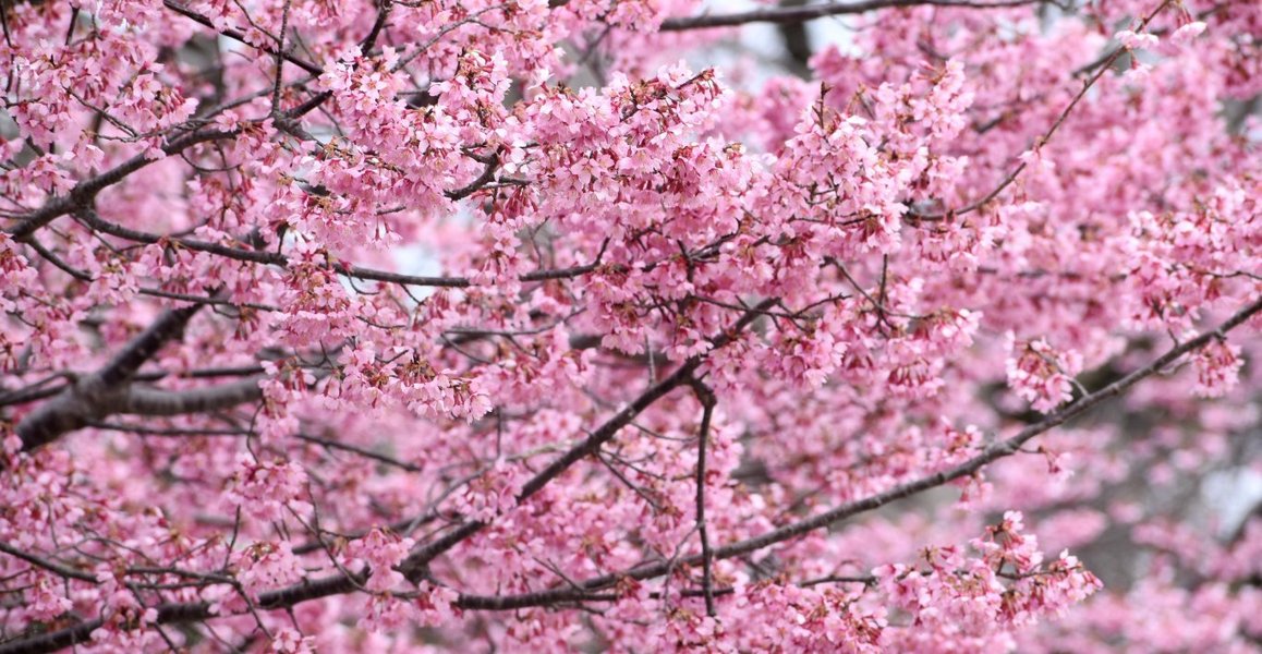 賀茂大橋西詰のオカメ桜