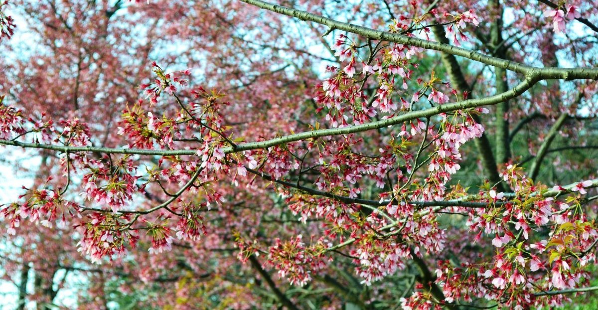 賀茂大橋西詰のオカメ桜