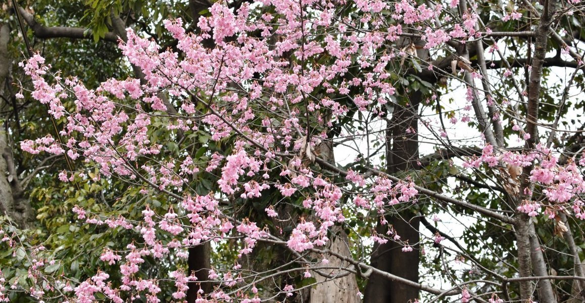 百万遍知恩寺のオカメ桜