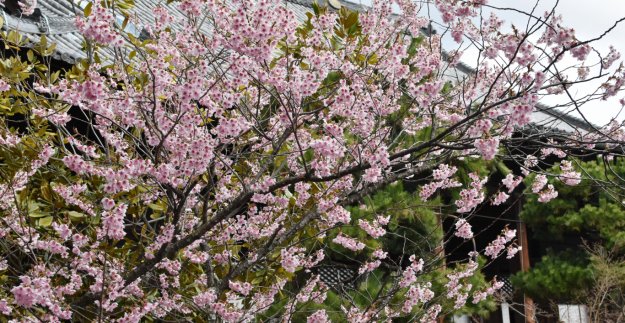 百万遍知恩寺のふじ桜