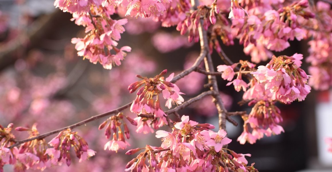 長徳寺のオカメ桜