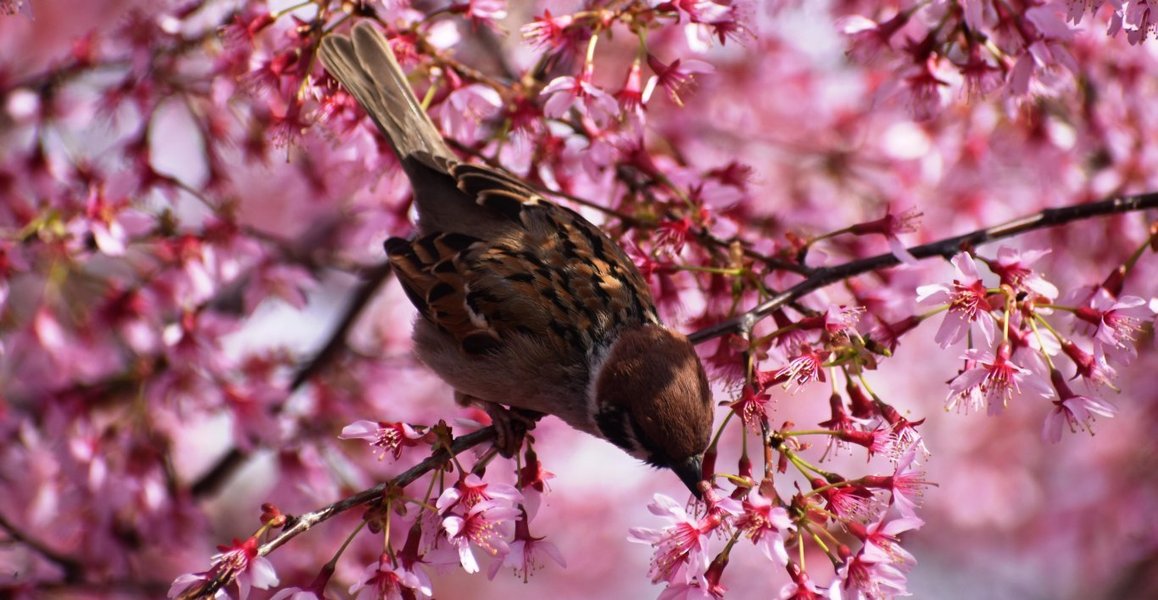 長徳寺のオカメ桜