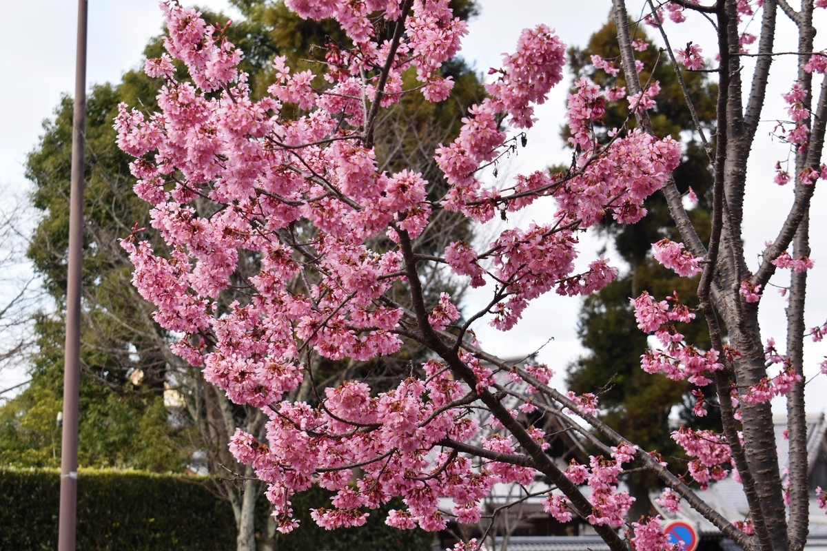 知恩院前のオカメ桜