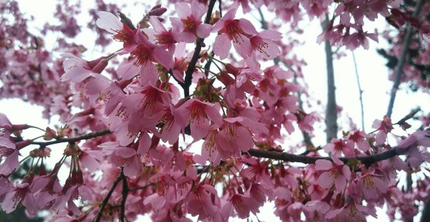 知恩院前のオカメ桜