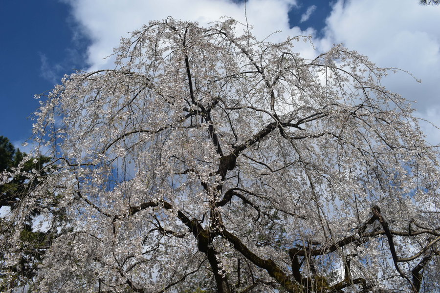 近衛邸跡の糸桜