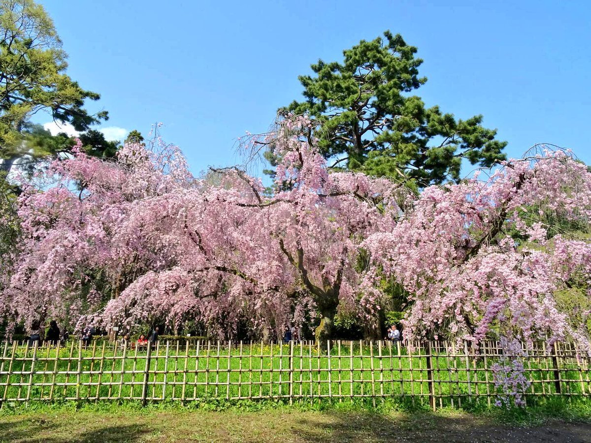 近衛邸跡の八重紅枝垂桜