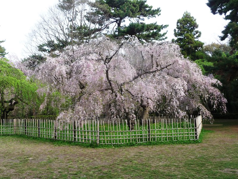 近衛邸跡の八重紅枝垂桜