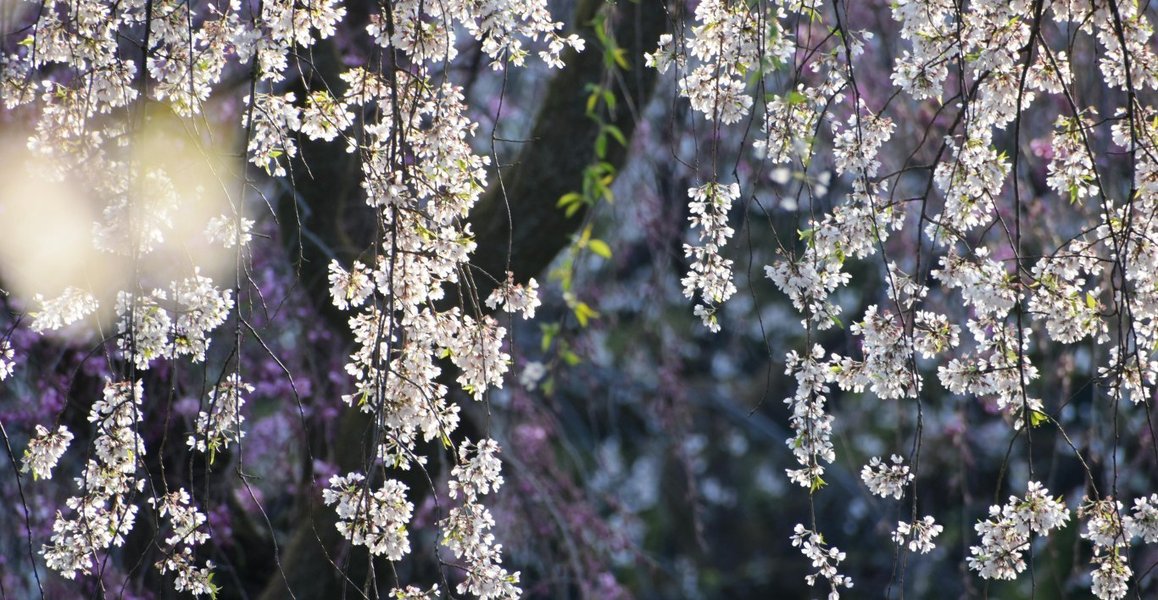 近衛邸跡の糸桜