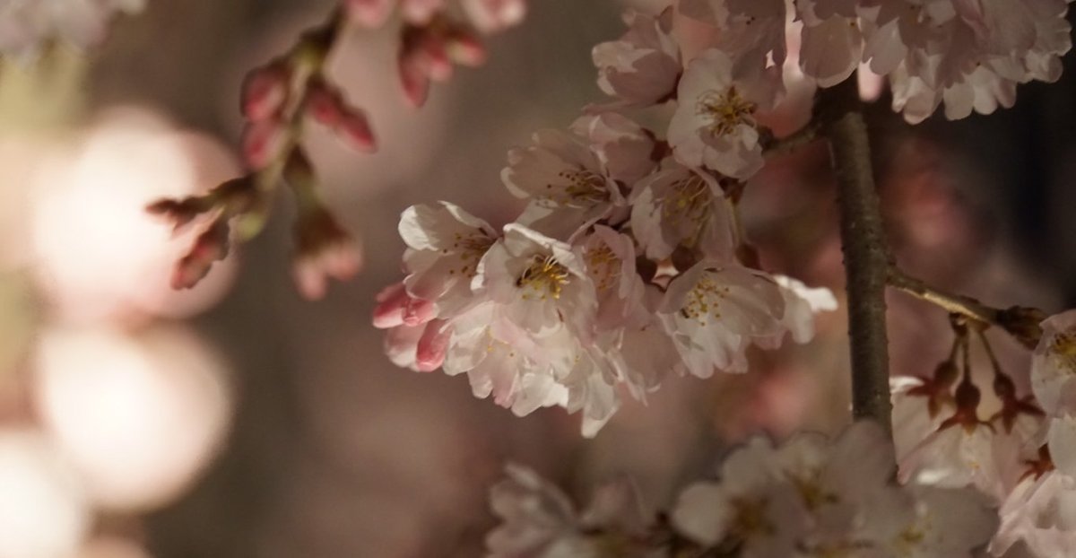 二条城の桜