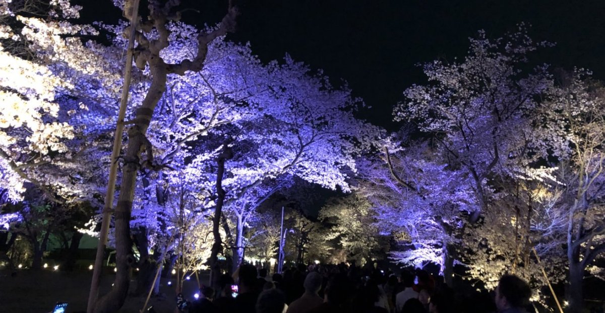 二条城の桜