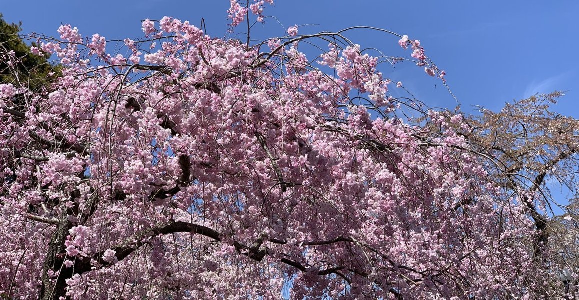 二条城の桜