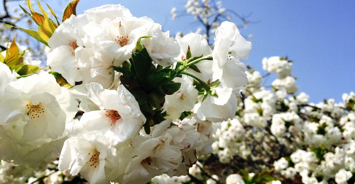 二条城の桜