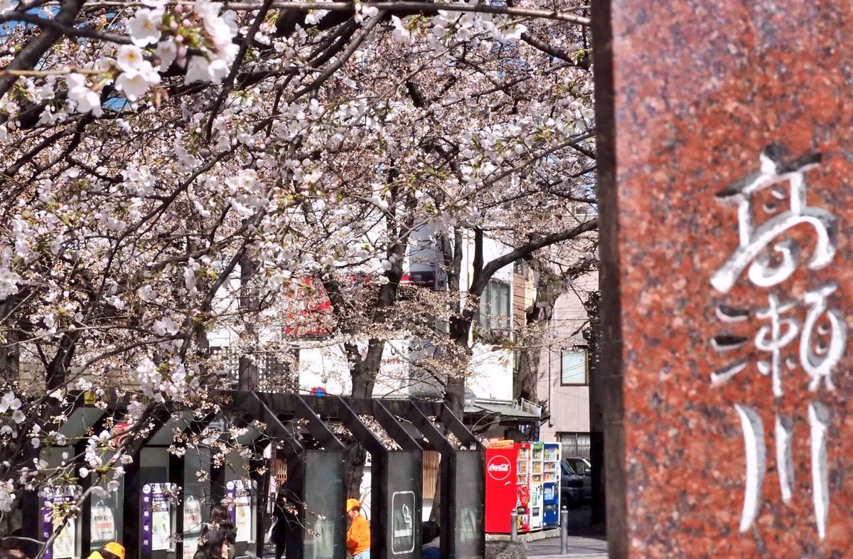 木屋町の桜