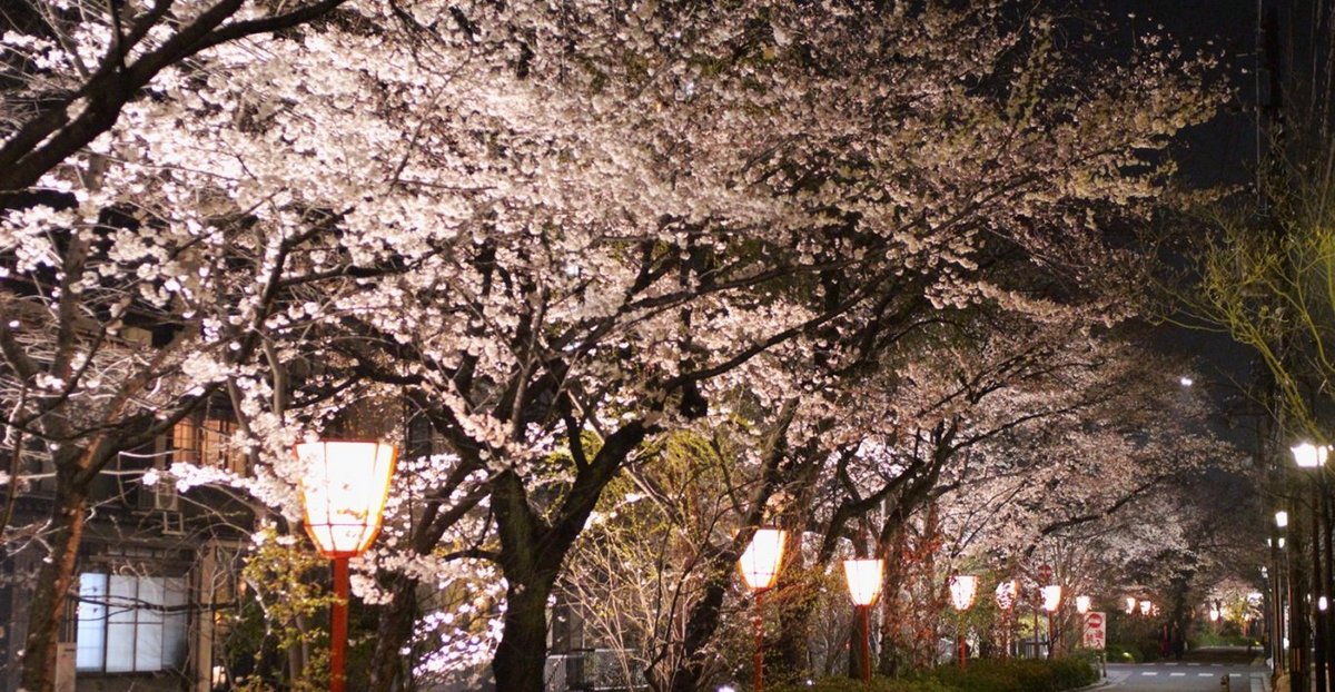 高瀬川の桜