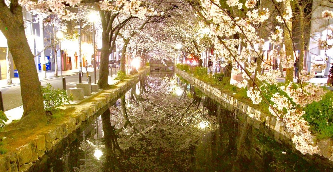 高瀬川の桜