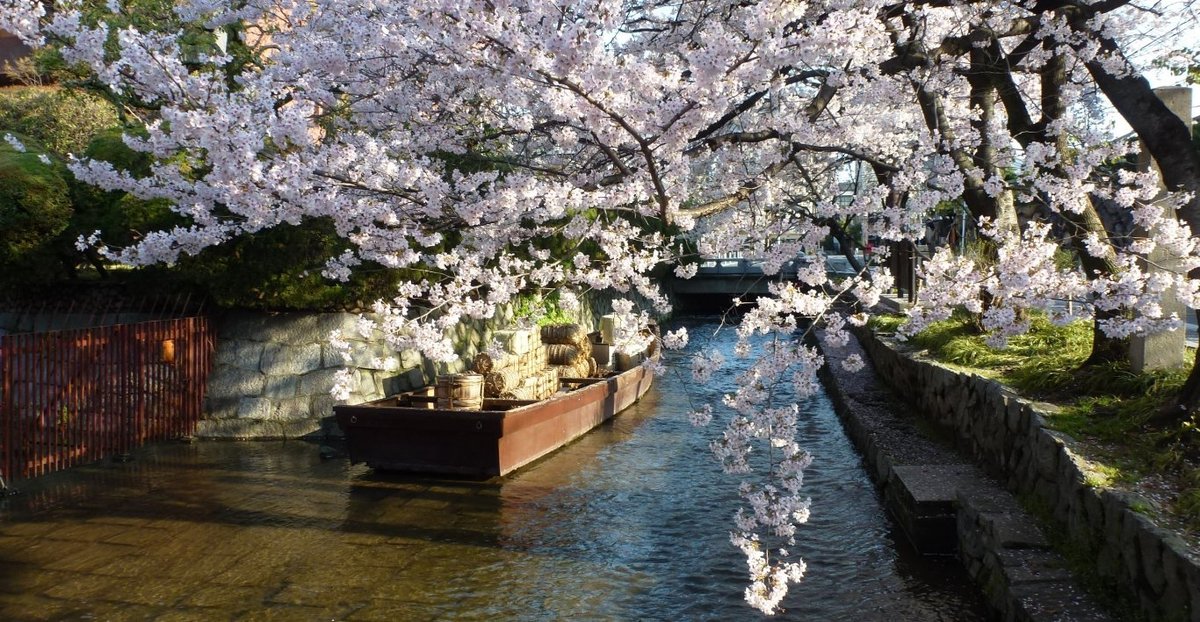 高瀬川の桜