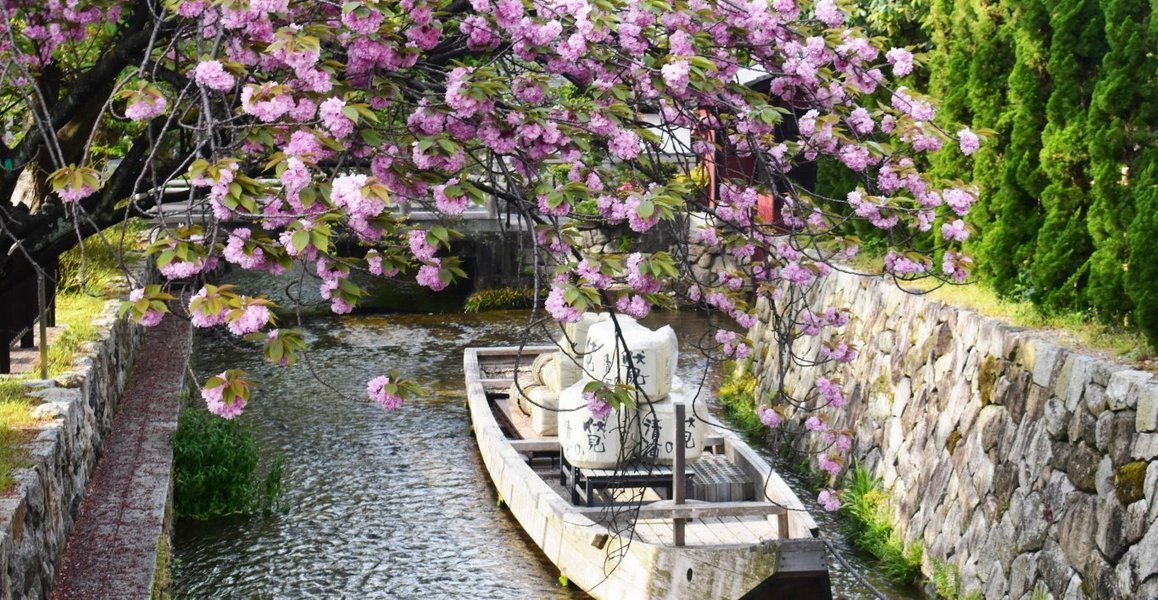 高瀬川の桜