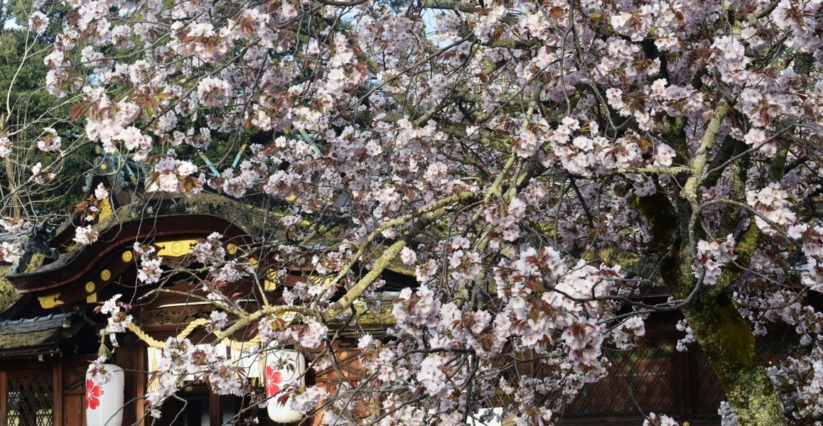 平野神社の桜