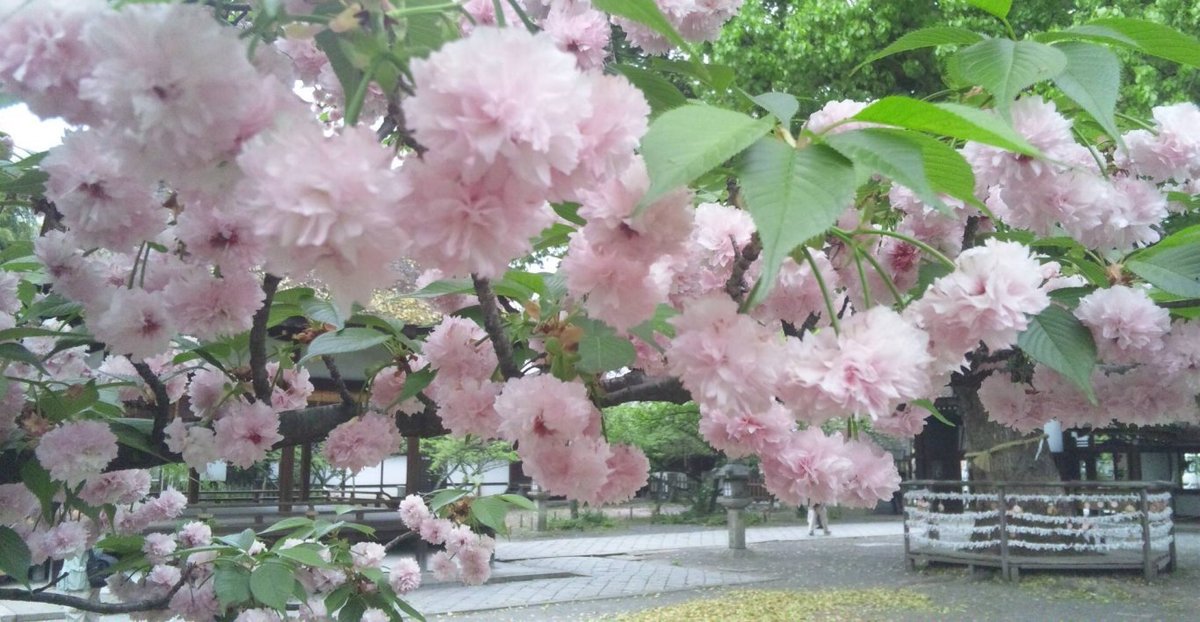 平野神社の桜