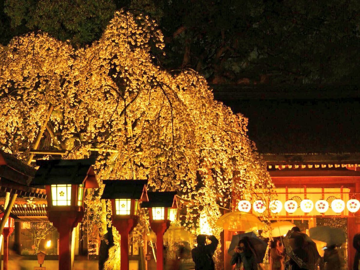 平野神社の桜