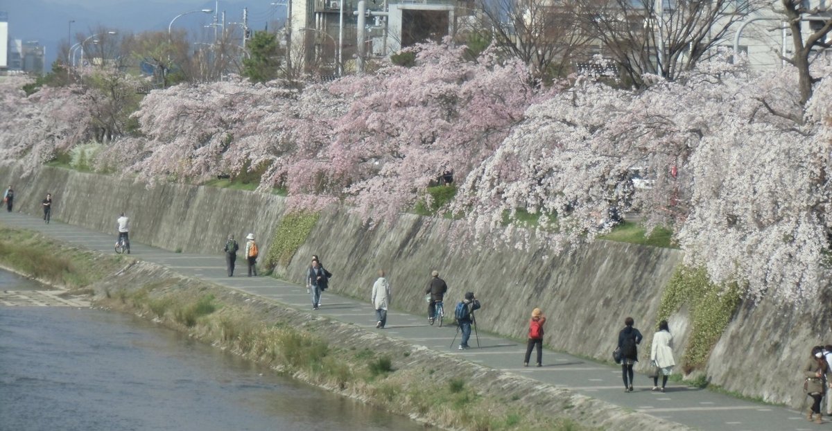 鴨川の桜