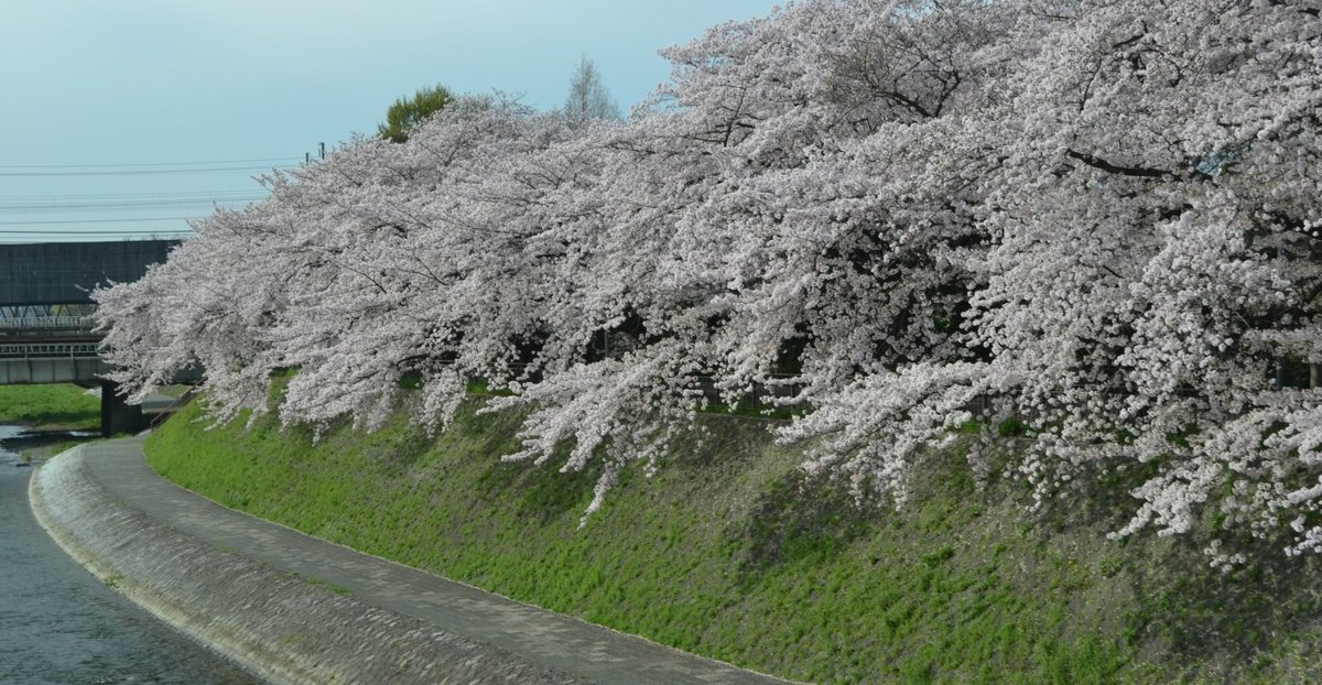 鴨川の桜