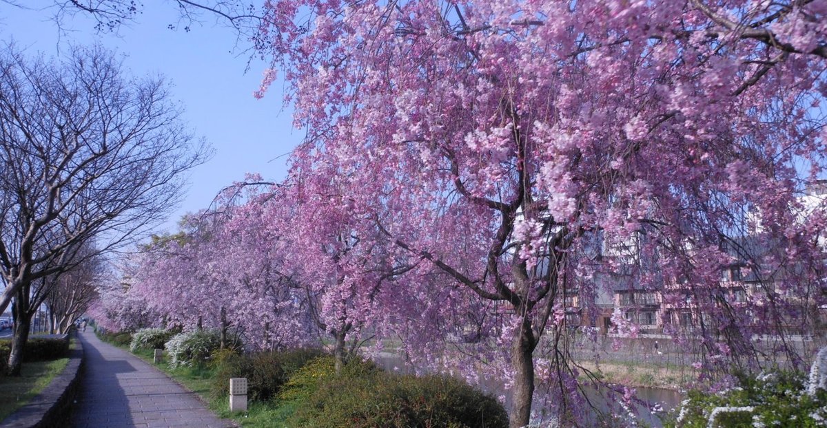 鴨川の桜