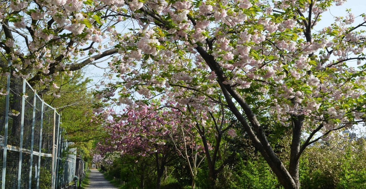 鴨川の桜