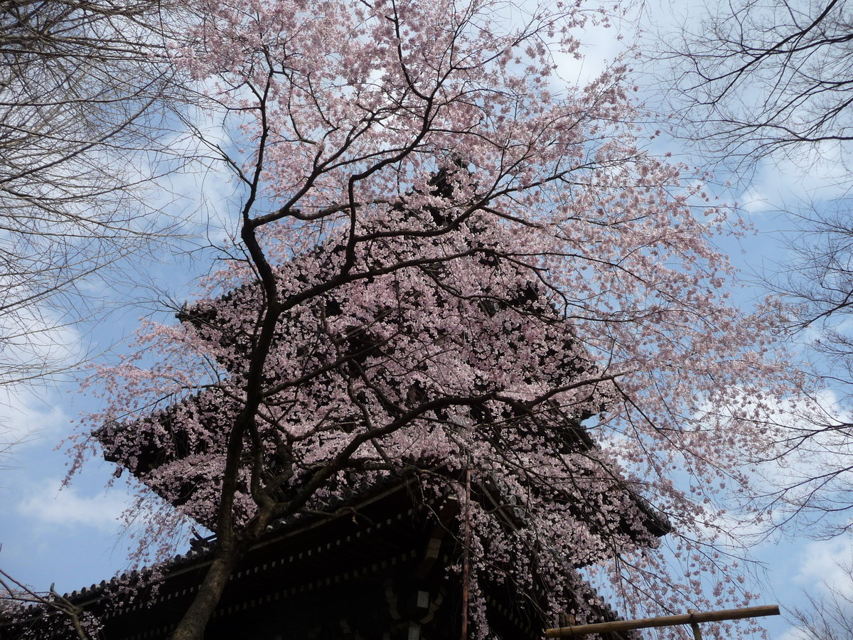 真如堂の桜